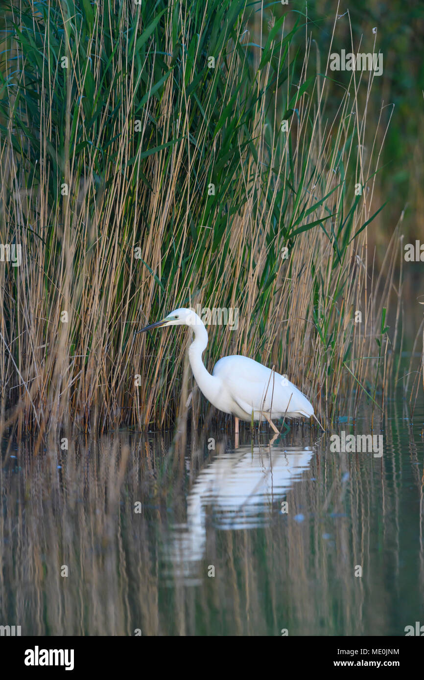 Great white egret (Ardea alba) standing in lake next to reeds at Lake Neusiedl in Burgenland, Austria Stock Photo