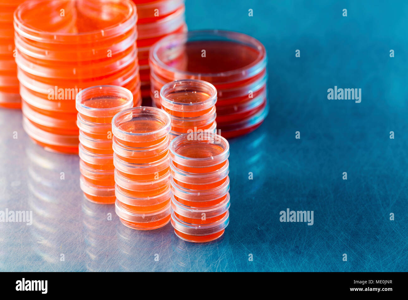 Agar plates. Stacks of Petri dishes with cultured agar Stock Photo Alamy
