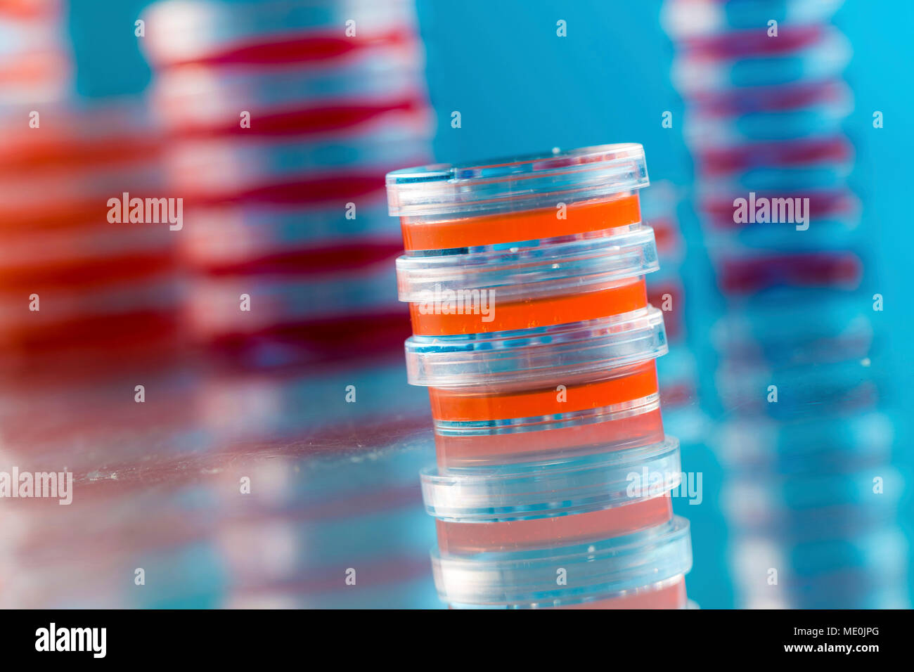 Agar plates. Stacks of Petri dishes with cultured agar Stock Photo Alamy