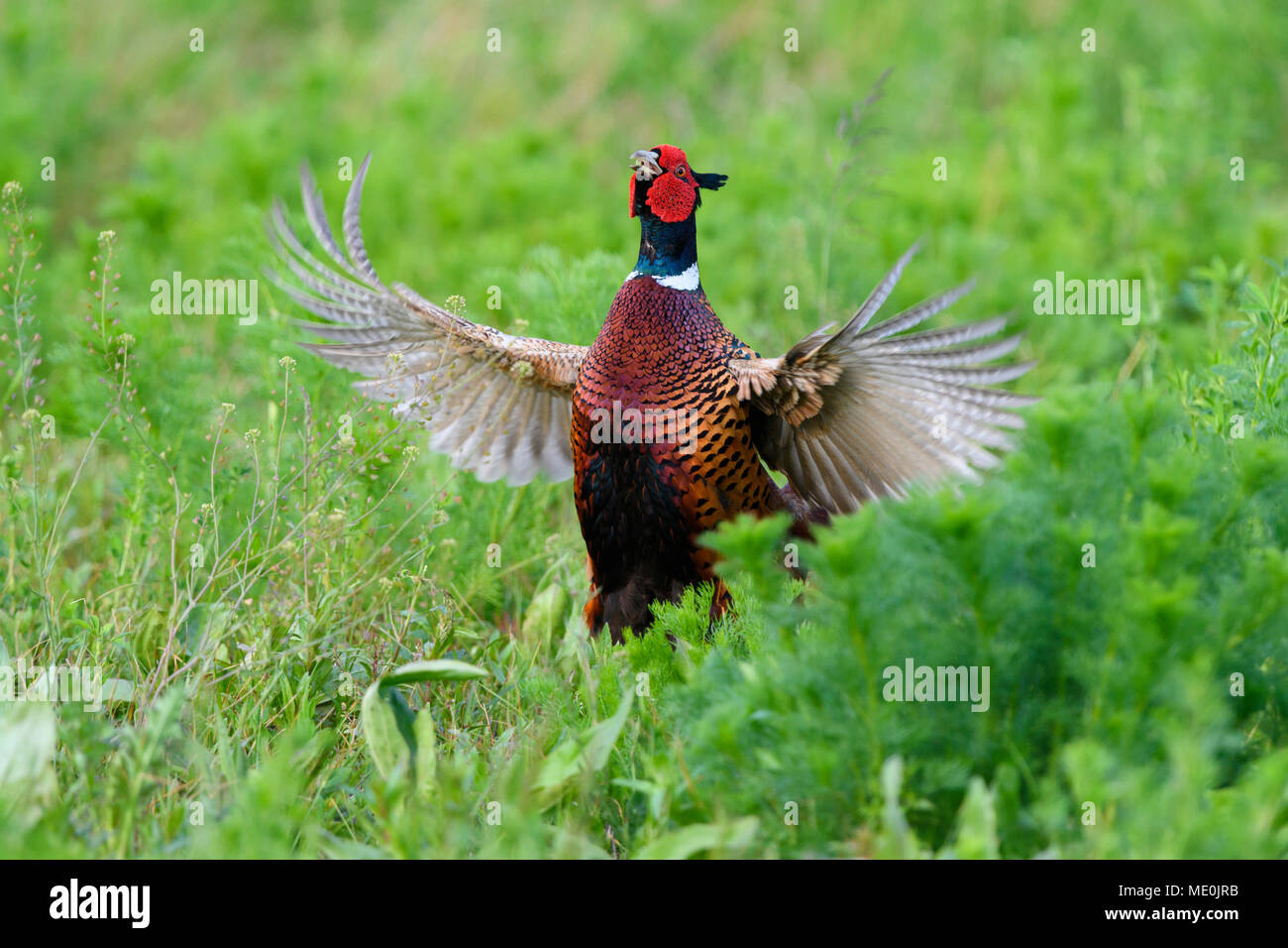 Ring-necked pheasant (Phasianus colchicus) cock, standing in field displaying plumage in spring in Burgenland, Austria Stock Photo