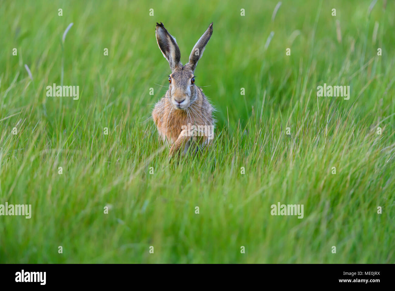 Front view of a European brown hare (Lepus europaeus) walking through a meadow in spring in Burgenland, Austria Stock Photo