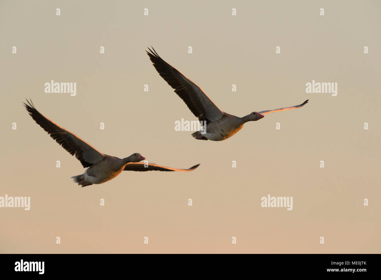 Two, greylag geese (Anser anser) in flight over Lake Neusiedl at sunrise in Burgenland, Austria Stock Photo
