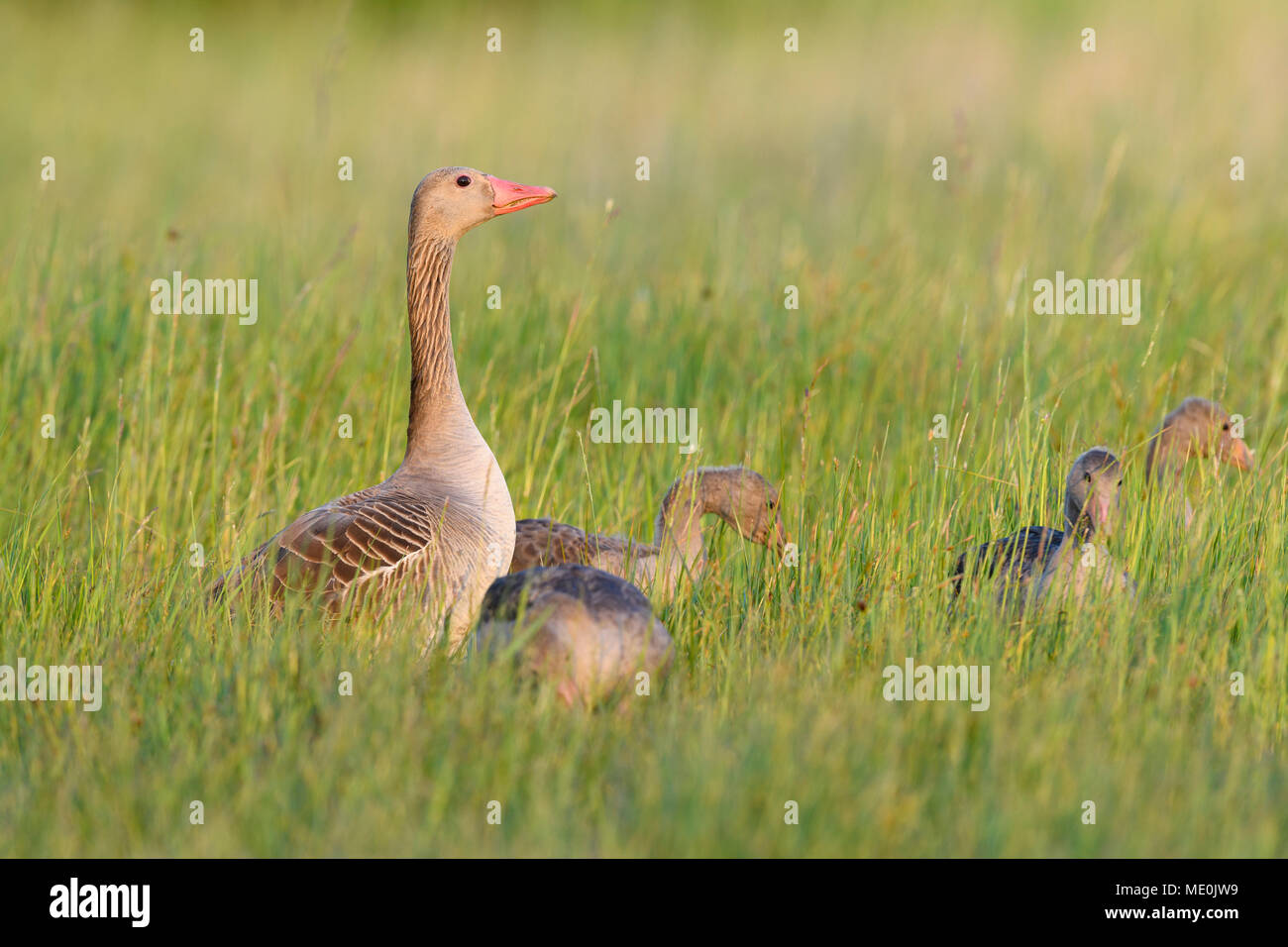 Female greylag goose (Anser anser) with her young offspring standing in a grassy field at Lake Neusiedl in Burgenland, Austria Stock Photo