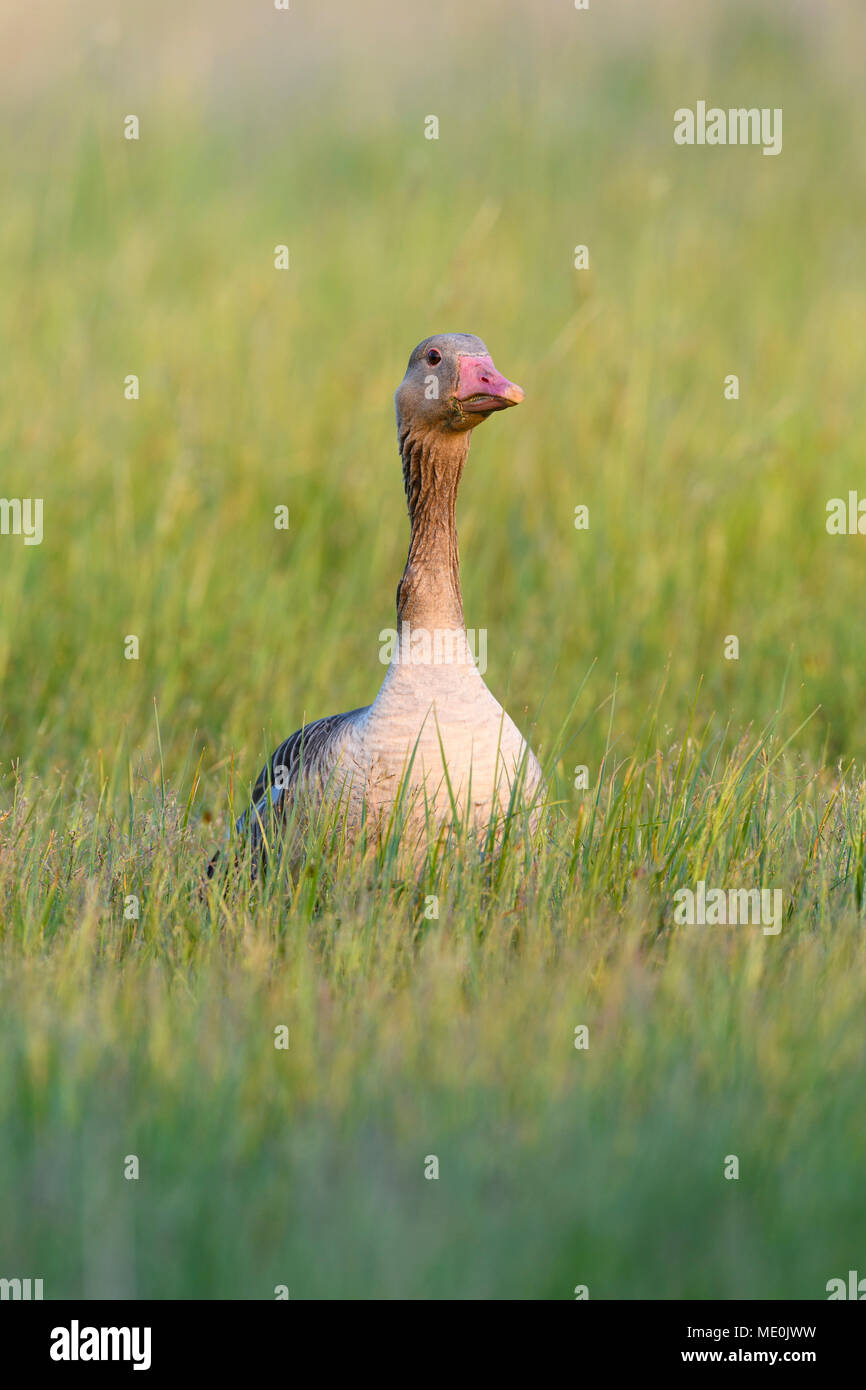 Front view portrait of a greylag goose (Anser anser) standing in a grassy field at Lake Neusiedl in Burgenland, Austria Stock Photo