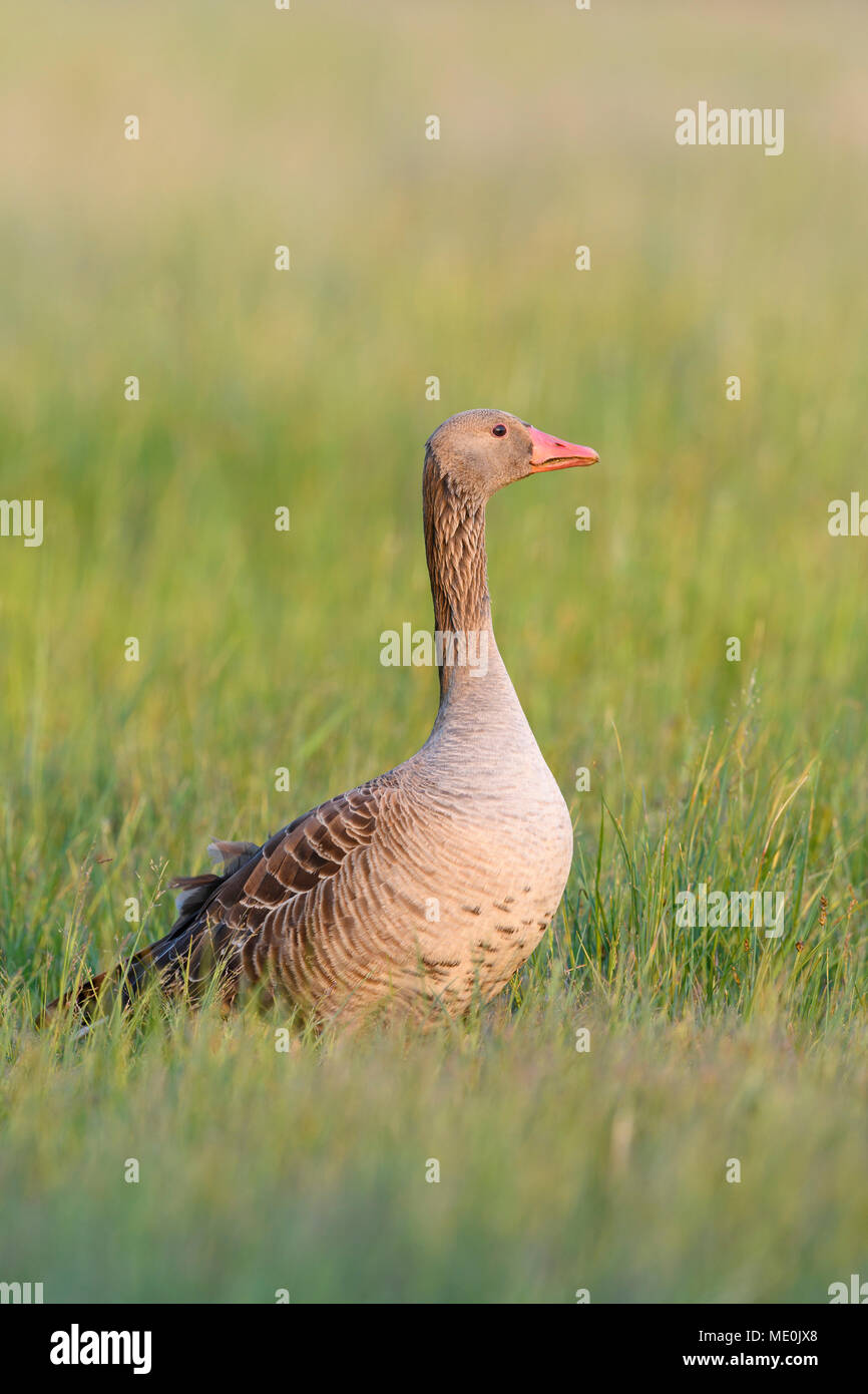 Profile portrait of a greylag goose (Anser anser) standing in a grassy field at Lake Neusiedl in Burgenland, Austria Stock Photo