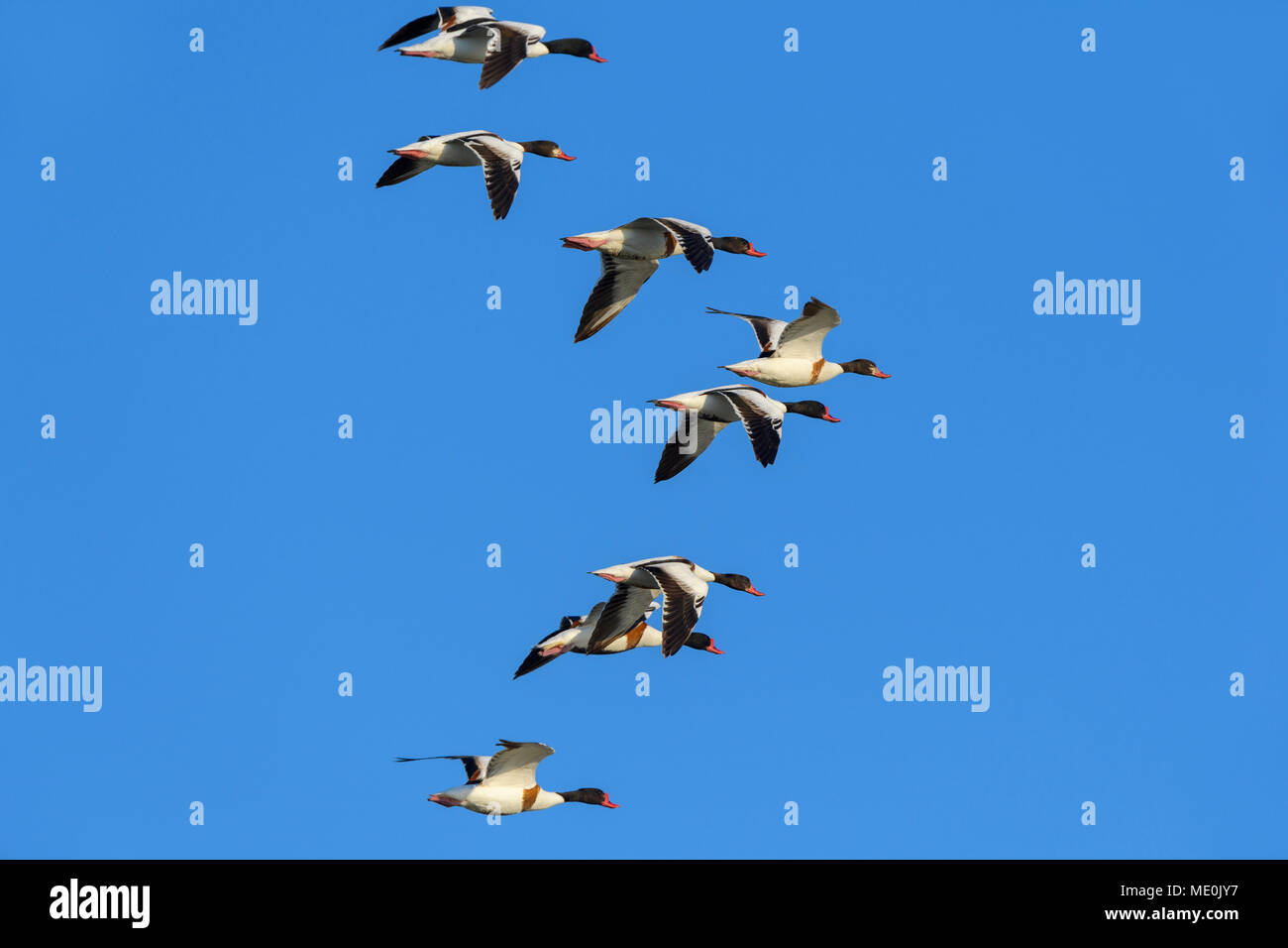 Flock of common shelducks (Tadorna tadorna) in flight against blue sky at Lake Neusiedl in Burgenland, Austria Stock Photo