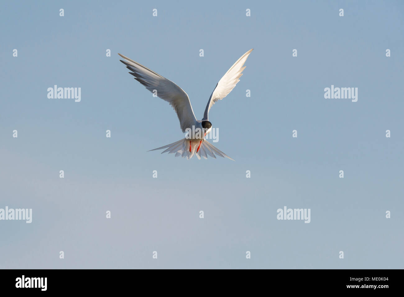 Front view of a common tern (Sterna hirundo) in flight against a blue sky at Lake Neusiedl in Burgenland, Austria Stock Photo