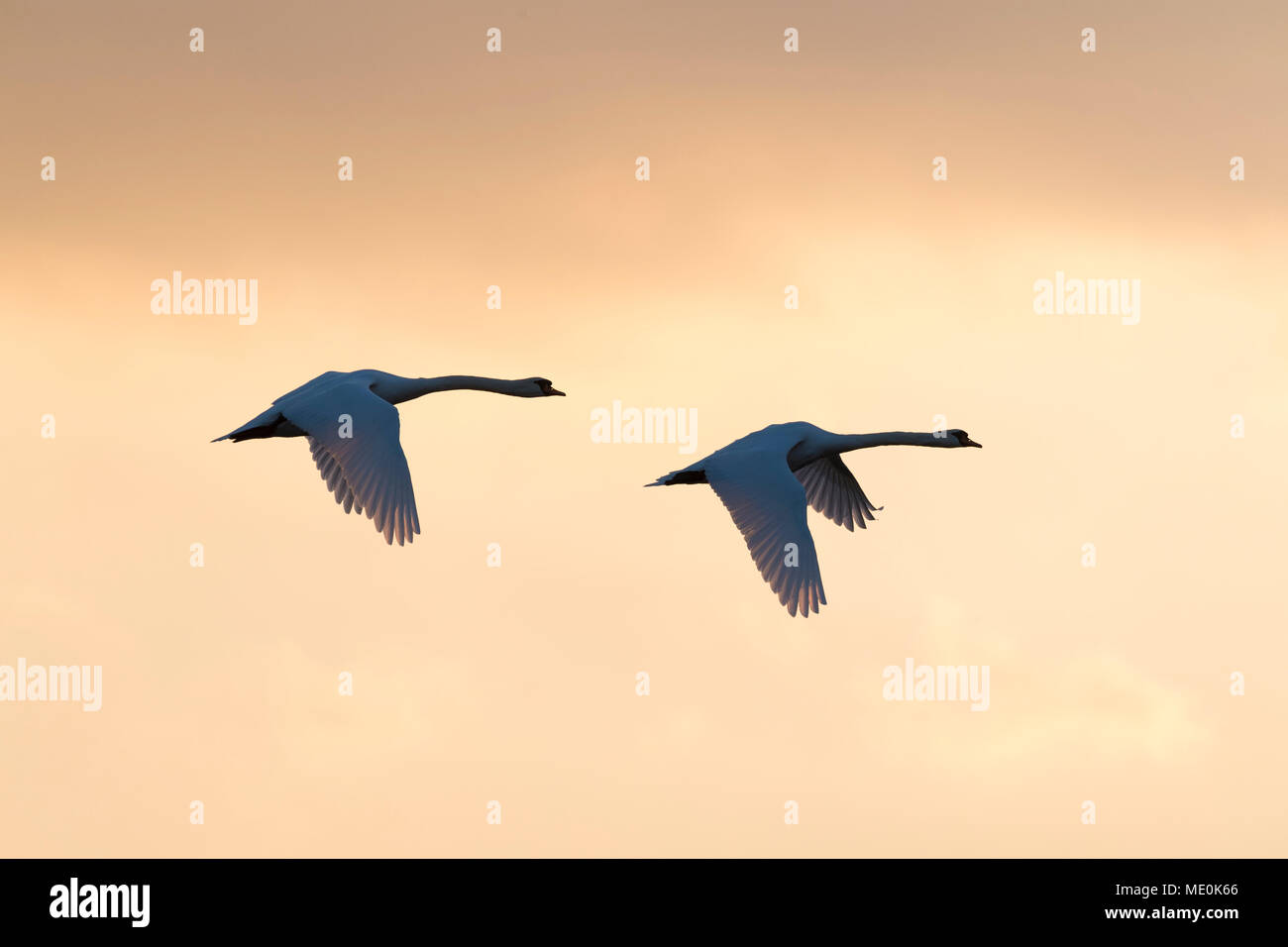 Two mute swans (Cygnus olor) flying in sky at sunset, Germany Stock Photo