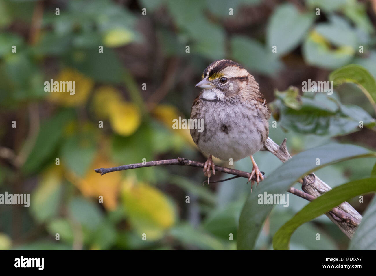 A perched white-throated sparrow. Stock Photo