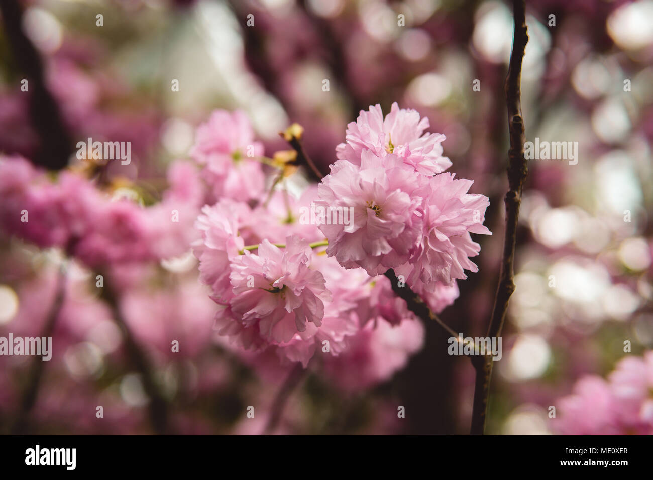 Flowers Gardens by the bay! Stock Photo Alamy