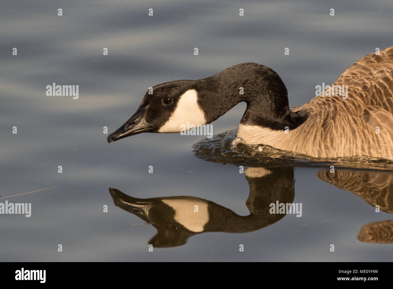 An aggressive Canada goose Stock Photo - Alamy
