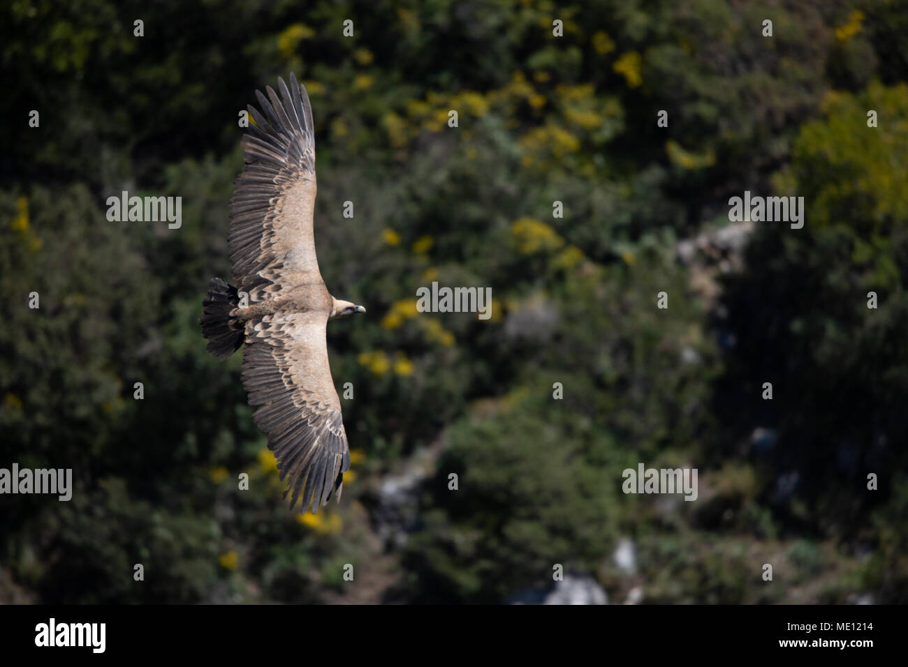 Eurasian Griffon Vulture in Flight in the Sierra Crestillina Mountains of Casares, Southern Spain. Stock Photo