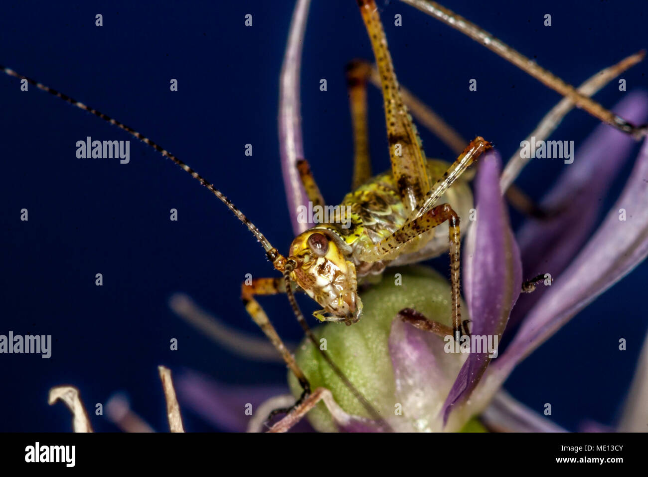 Insects in the family Tettigoniidae are commonly called bush crickets ...