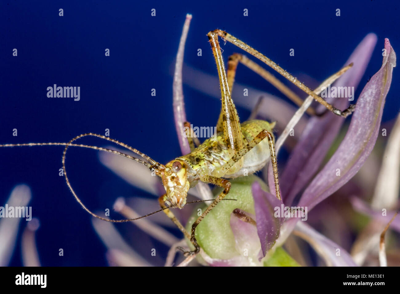 Insects in the family Tettigoniidae are commonly called bush crickets ...