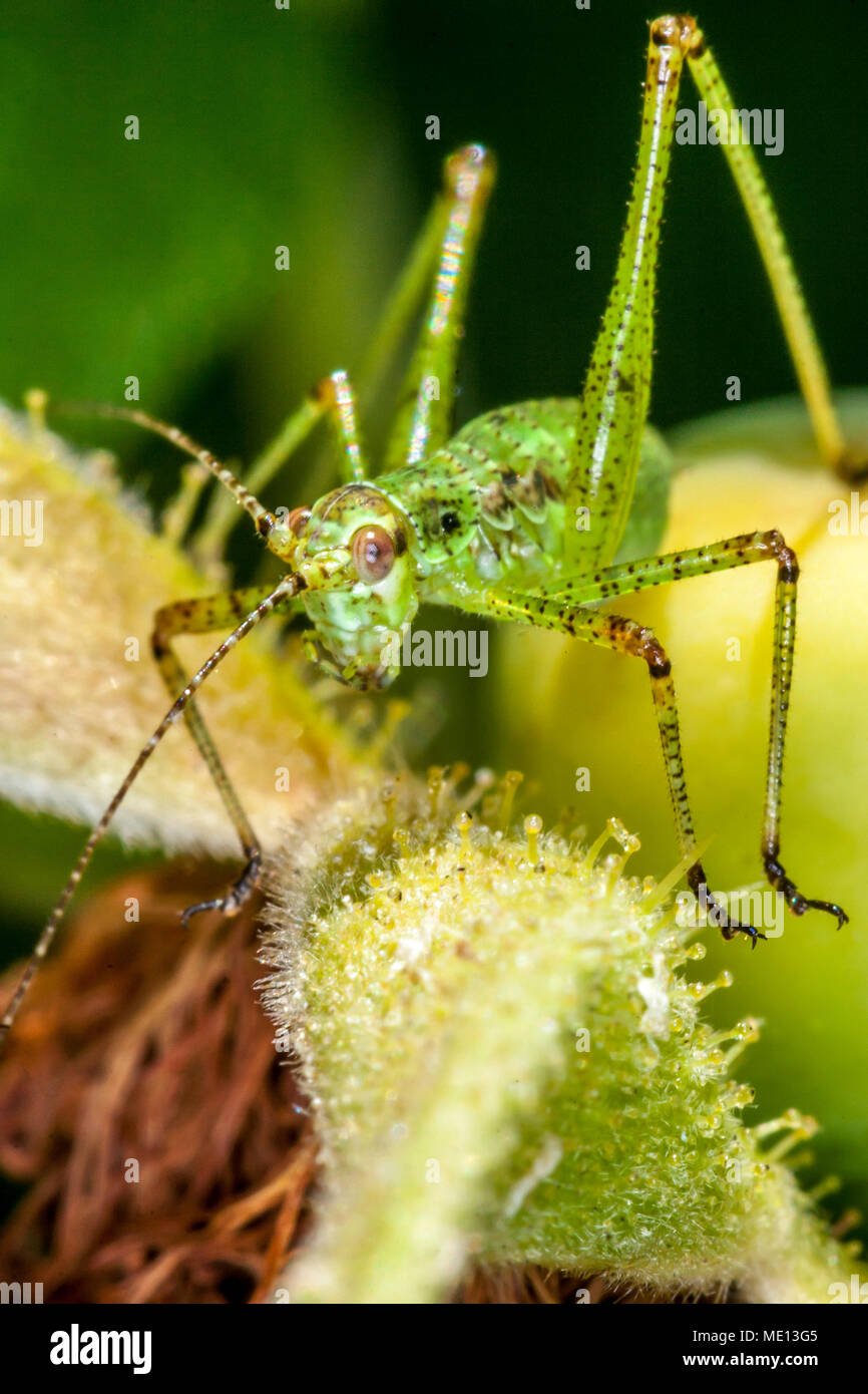 Insects in the family Tettigoniidae are commonly called bush crickets ...