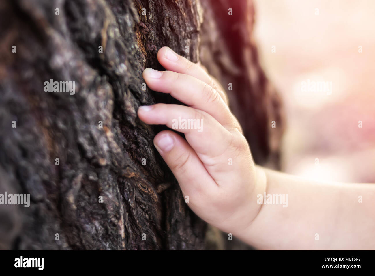 Caucasian Childs hand located on an old stump bark trunk palm on aged oak tree at sunset with sun rays Concept of ecology save forests protect preserv Stock Photo