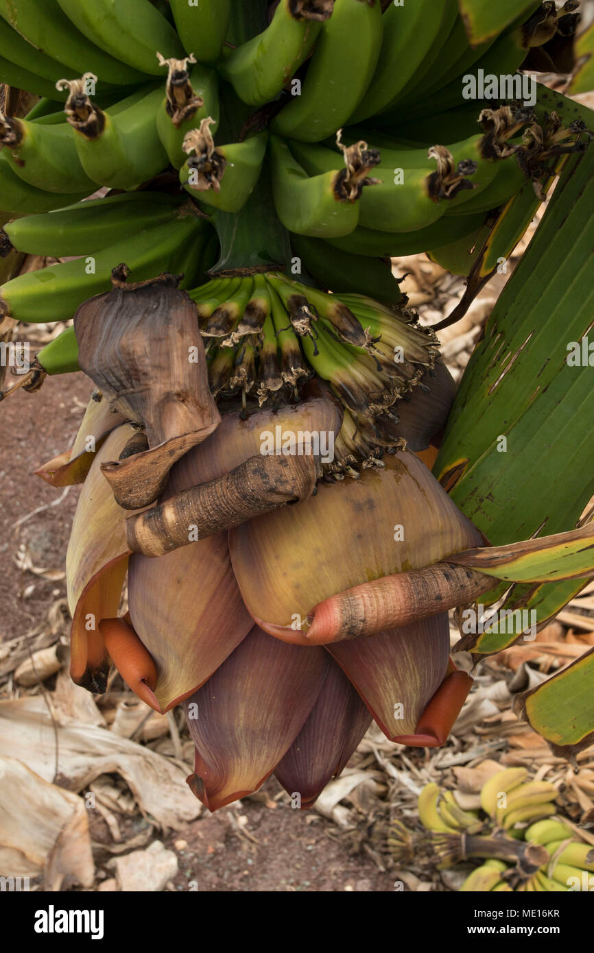 Edible banana blossoms hires stock photography and images Alamy