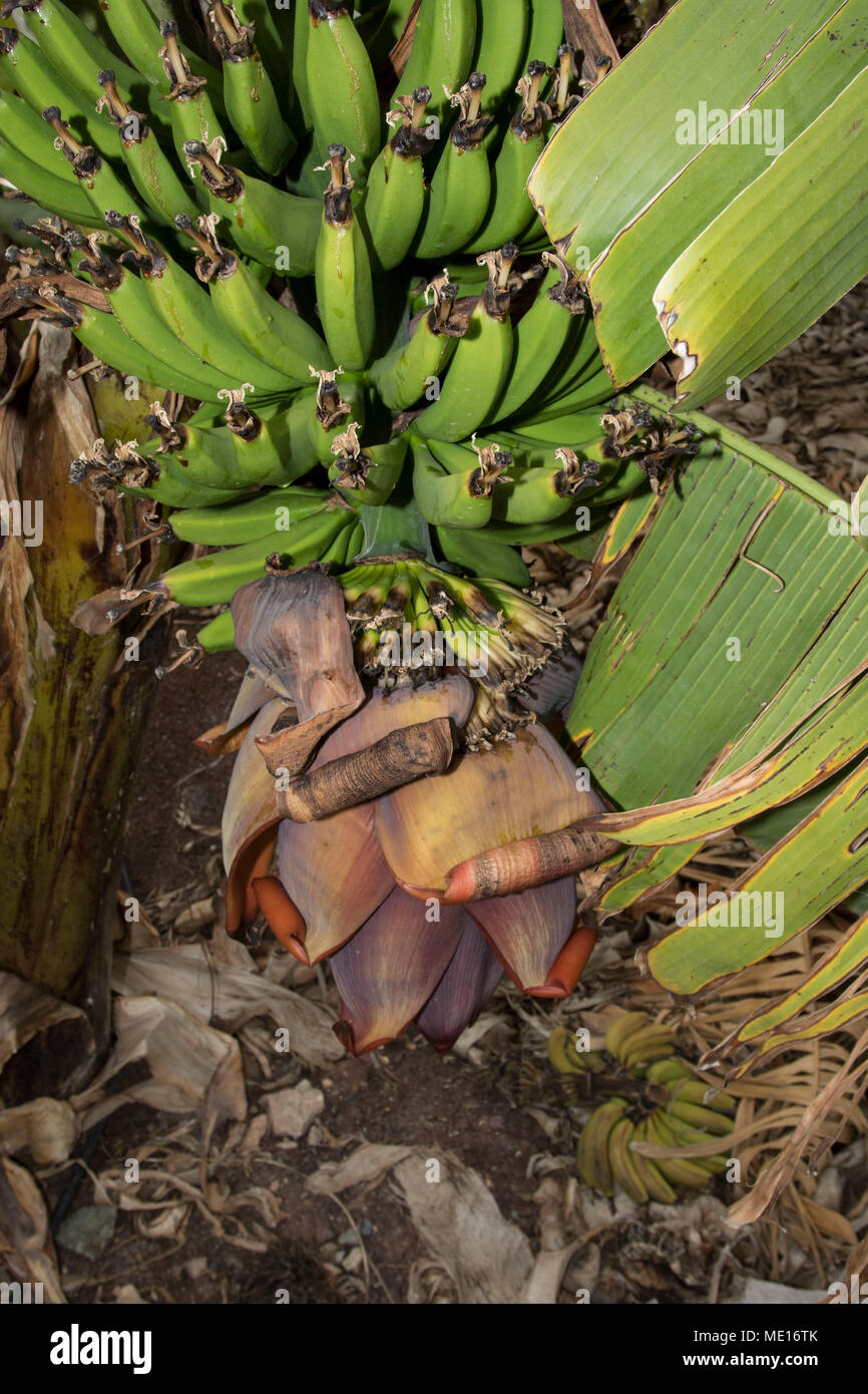 Commercially grown bananas and banana flowers on the tree in the paphos