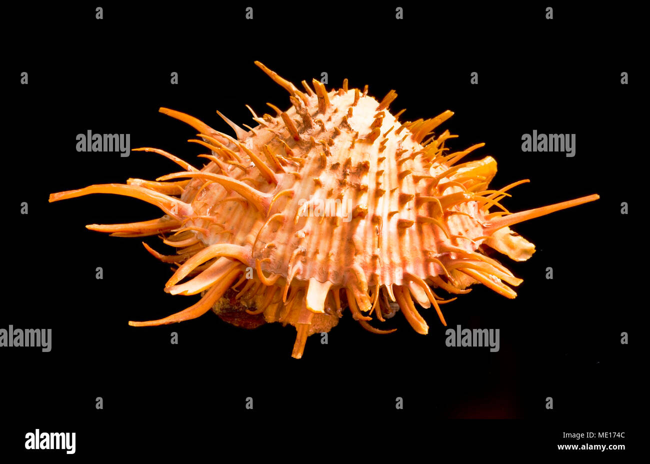 Orange spiny oyster shell found in the warm waters of the Sea of Cortez. Stock Photo