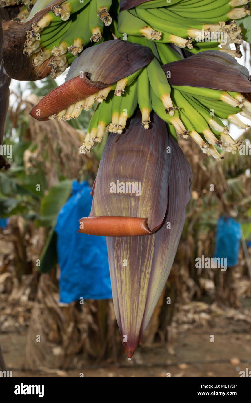 Commercially grown bananas and banana flowers on the tree in the paphos