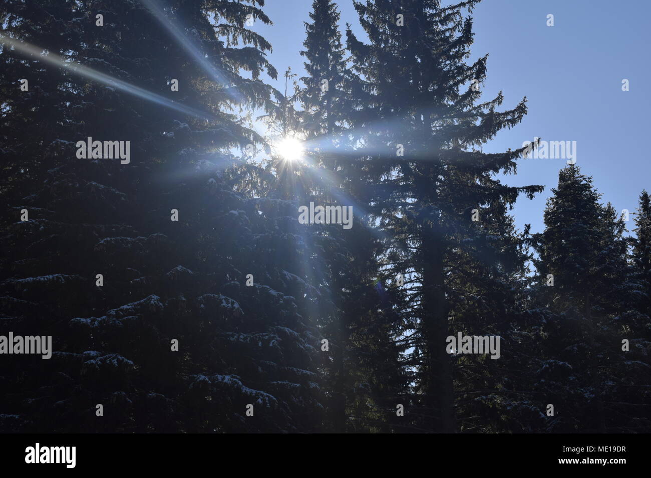 Close up frozen tree sunlight hi-res stock photography and images - Alamy