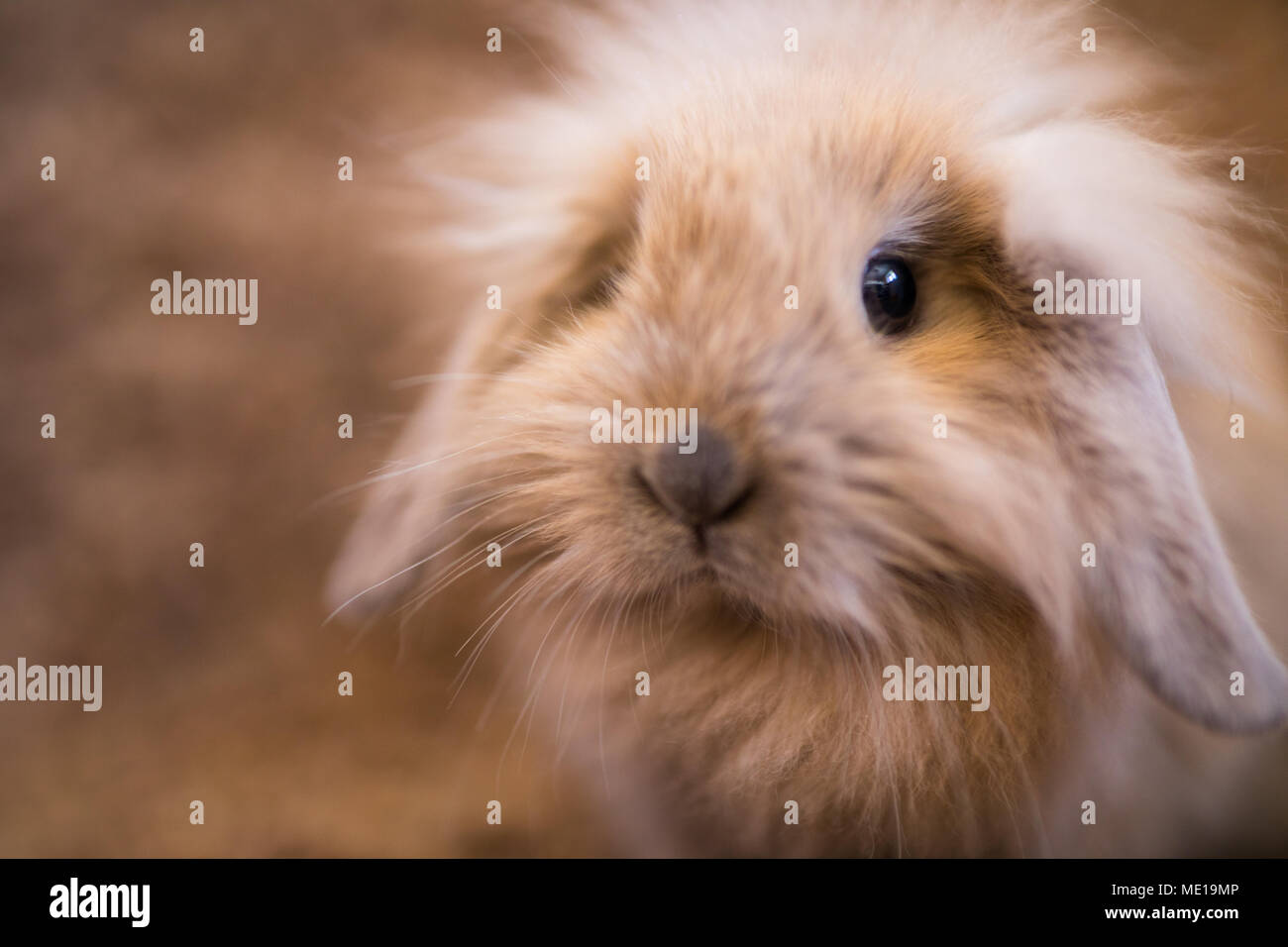 Studio shot of domestic rabbit Stock Photo - Alamy