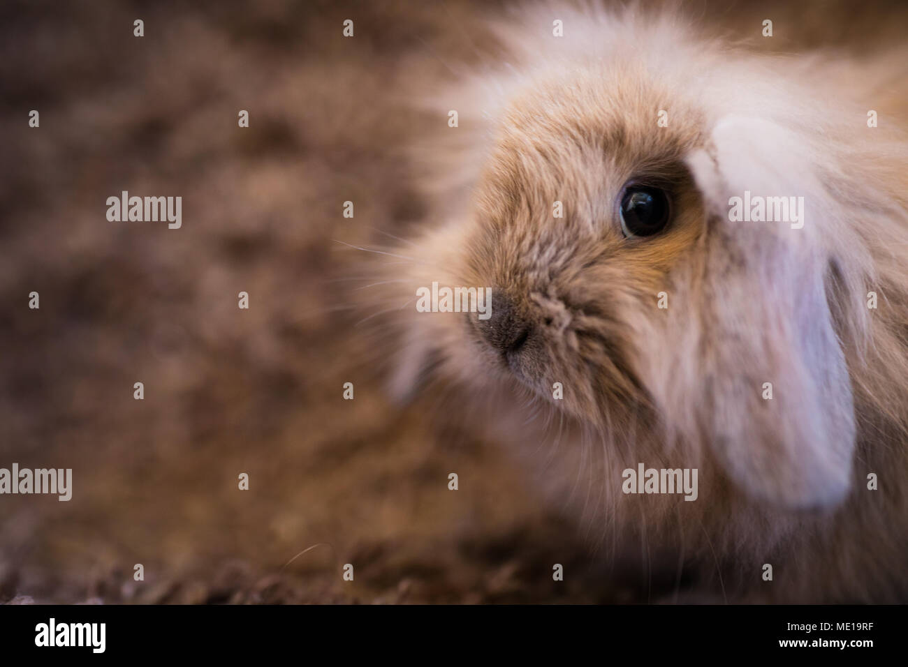 Studio shot of domestic rabbit Stock Photo - Alamy