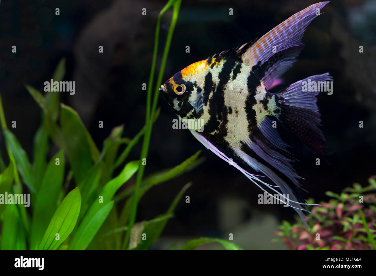Angel fish in green aquarium  use for multipurpose Stock Photo