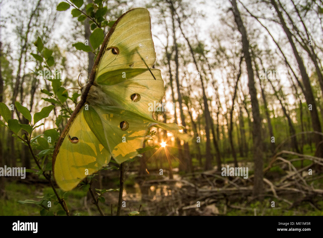 A beautiful female Luna moth from Eastern North Carolina. The lives of these gorgeous moths are ephemeral, the adults only live about a week. Stock Photo