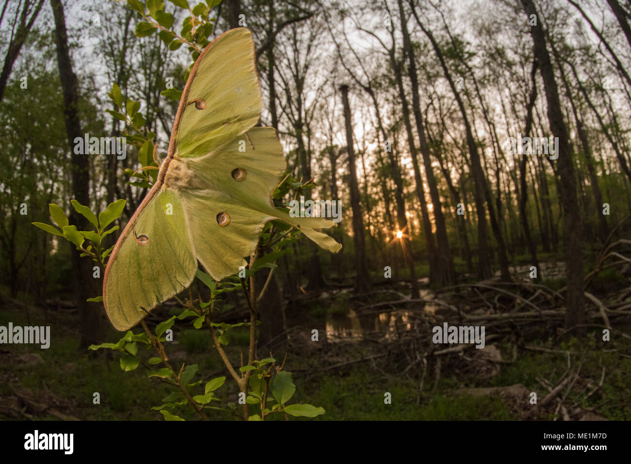 A beautiful female Luna moth from Eastern North Carolina. The lives of these gorgeous moths are ephemeral, the adults only live about a week. Stock Photo