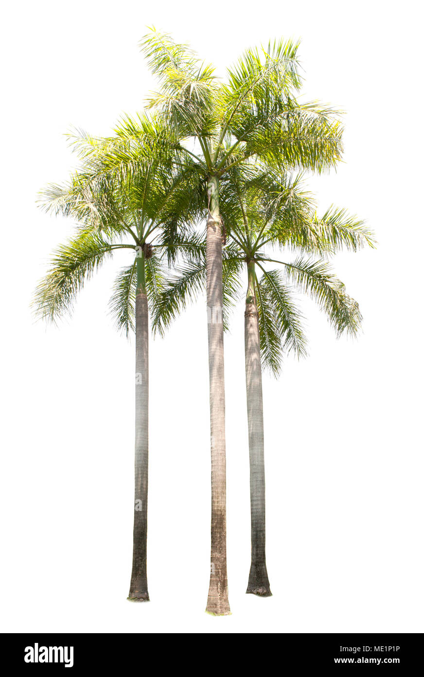 group of palm tree plant isolated on white use for multipurpose Stock Photo Alamy