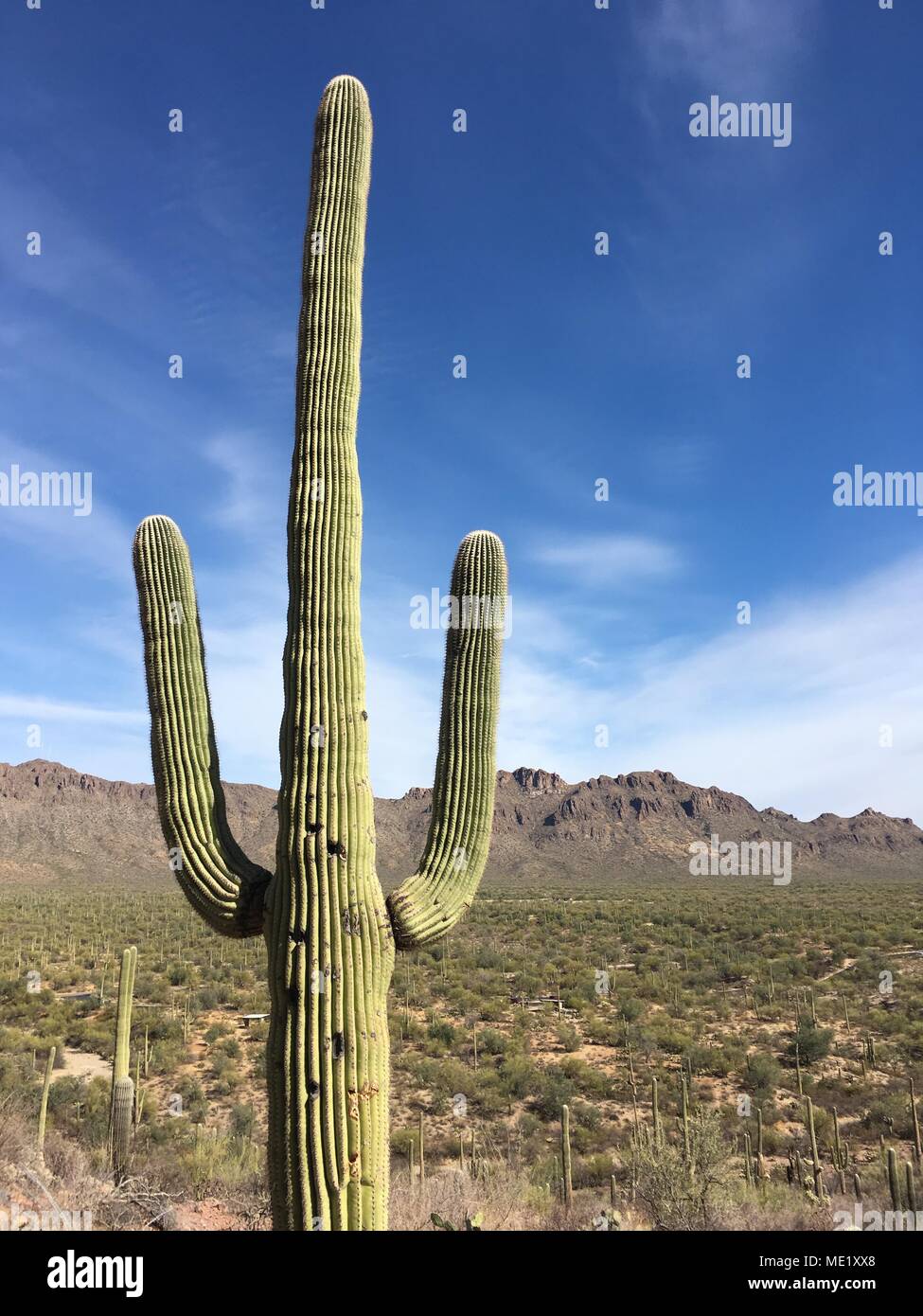 Arizona Desert Landscape Stock Photo - Alamy