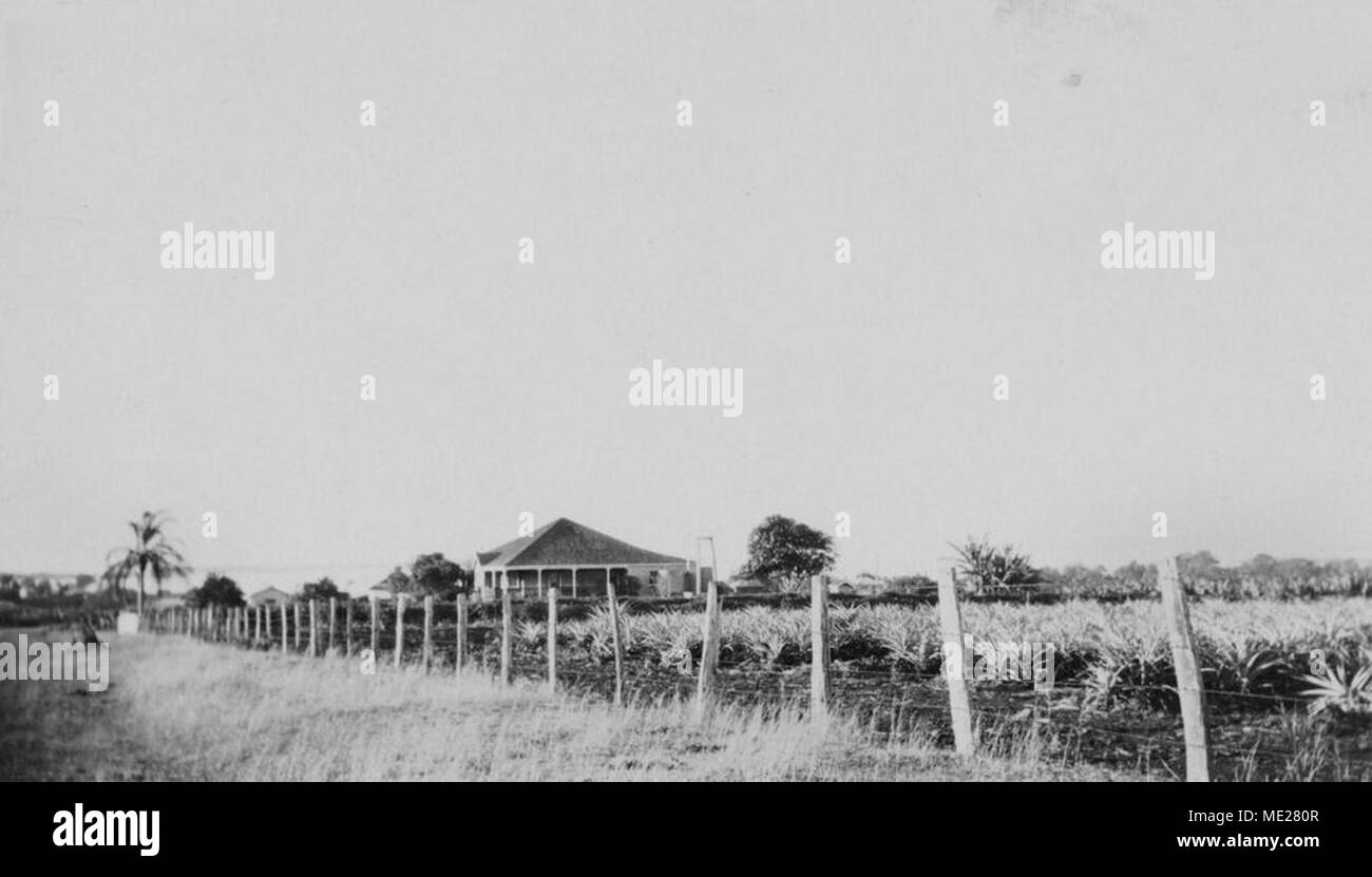 Pineapple farm, Redland Bay, Queensland, 1927 Stock Photo Alamy