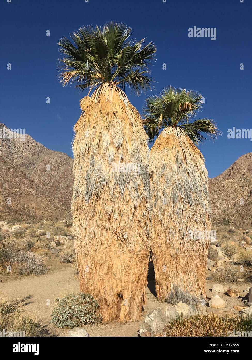 Palm Trees In California Stock Photo Alamy palm-trees-in-california-stock-photo-alamy
