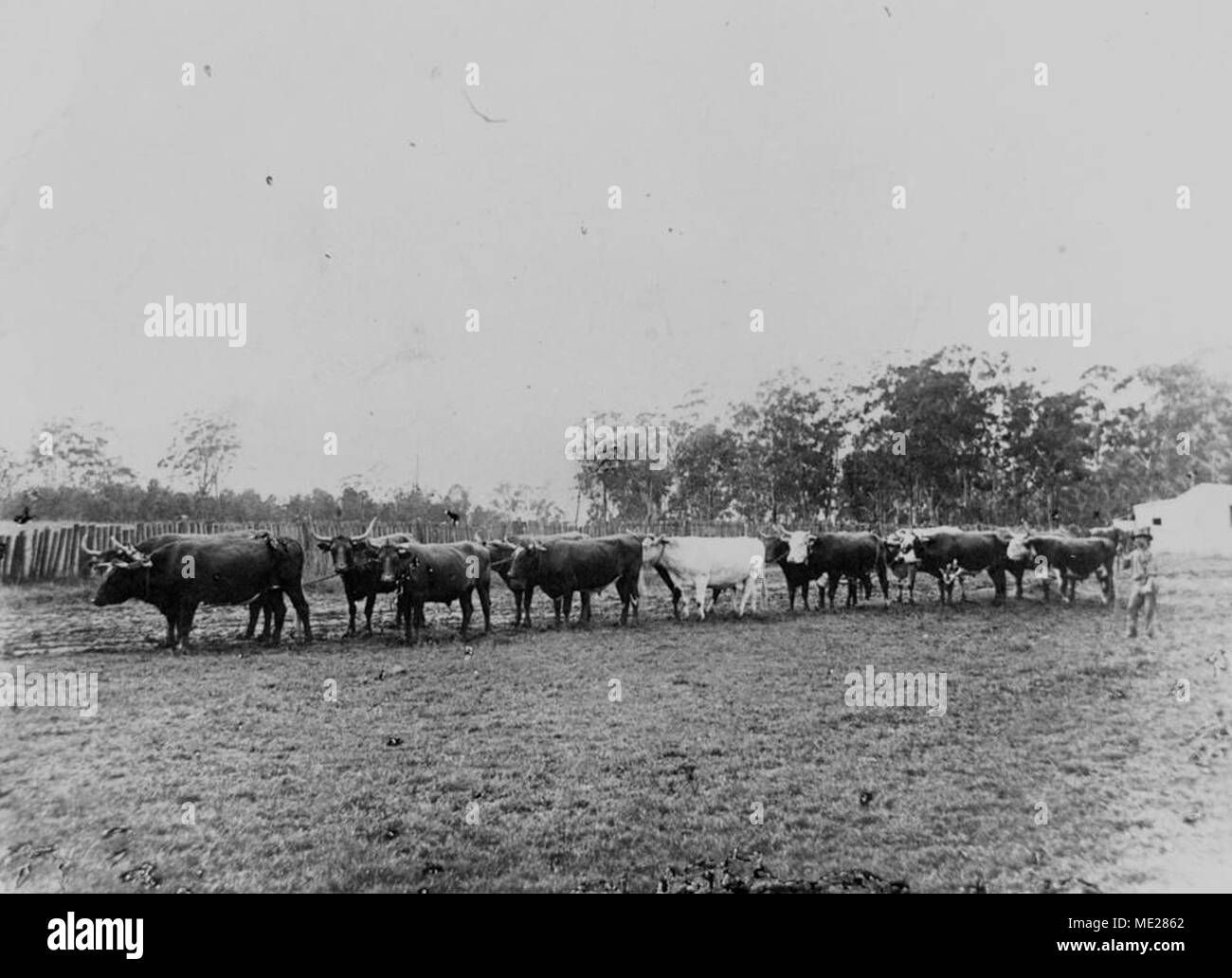 Bullock team hires stock photography and images Alamy
