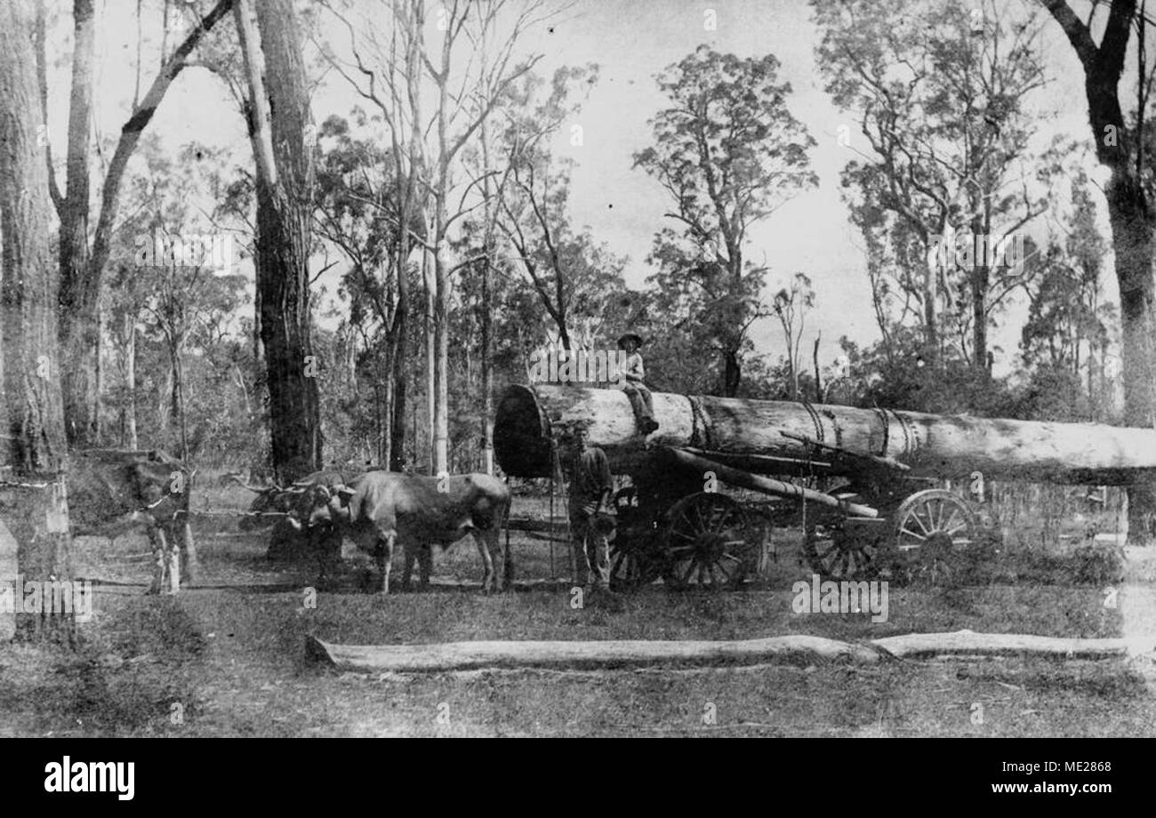 Bullock teams, Wondai district, 1911. Stock Photo