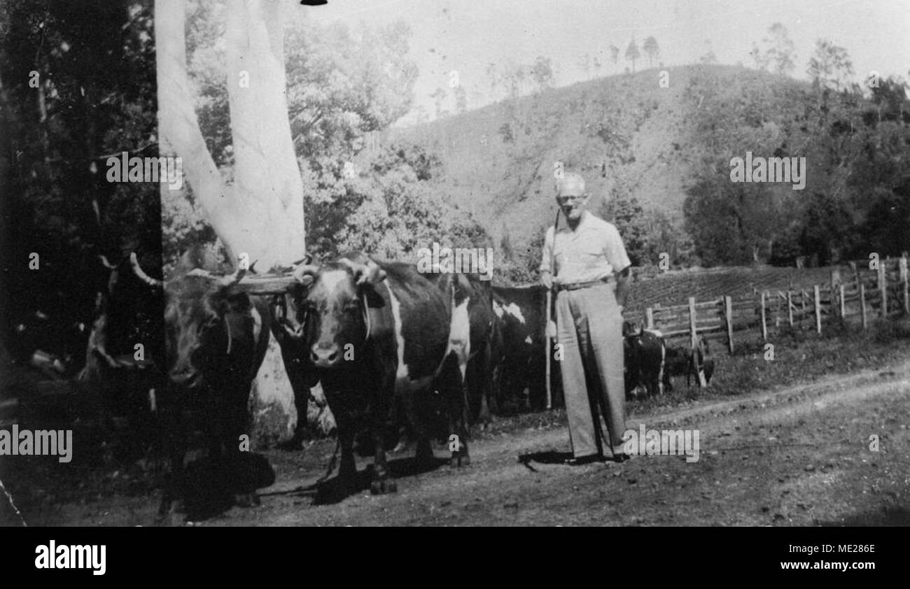 Max Lamont with Ted Brim&rsquo;s bullocks, Chillingham, ca 1940 Stock Photo