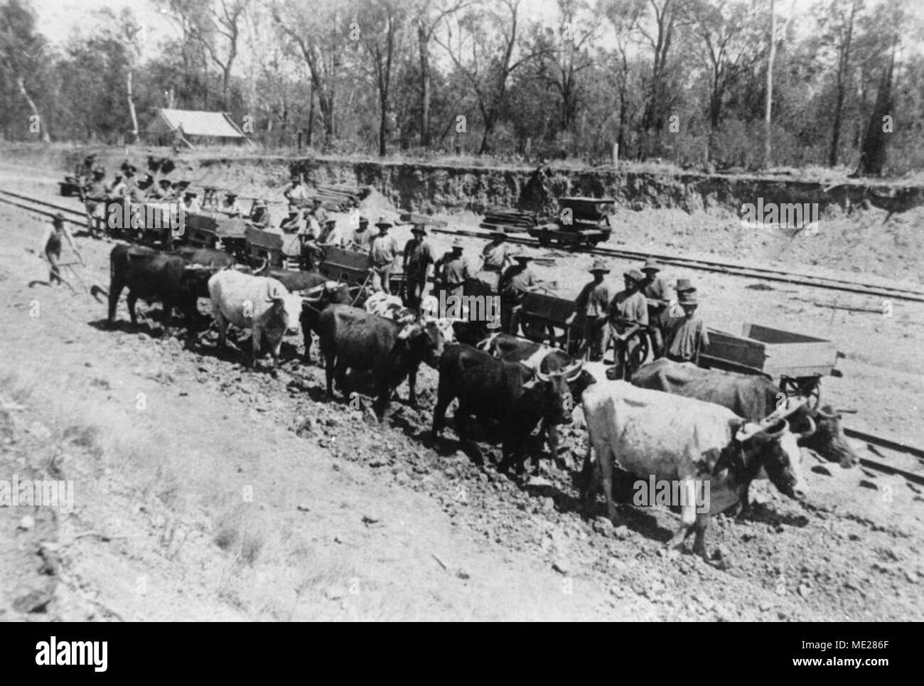 Australian bullock team hi-res stock photography and images - Alamy