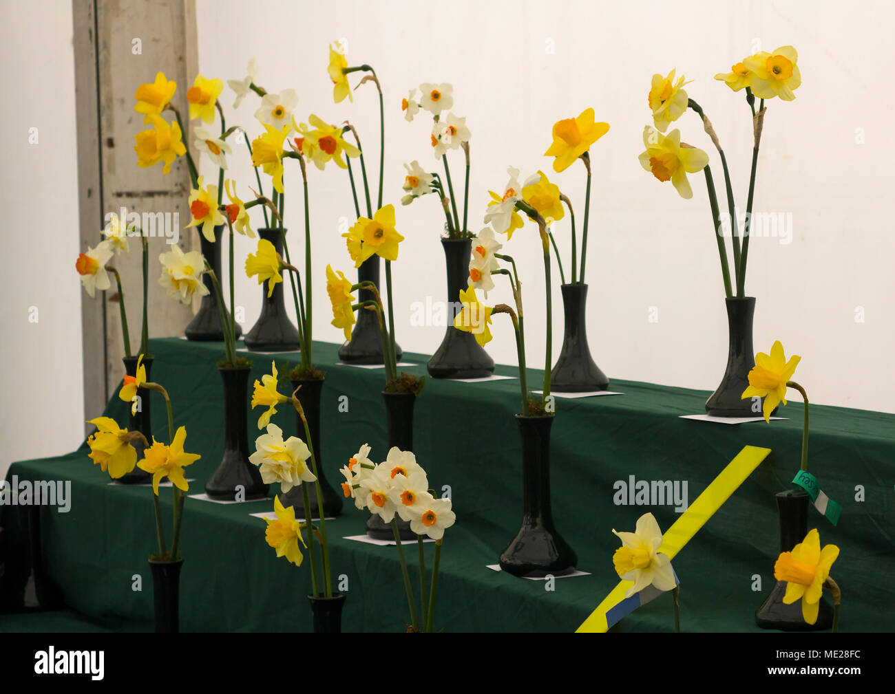 Daffodil blooms on display at the annual Spring Festival held in Barnett's Demesne Belfast  Northern Ireland Stock Photo