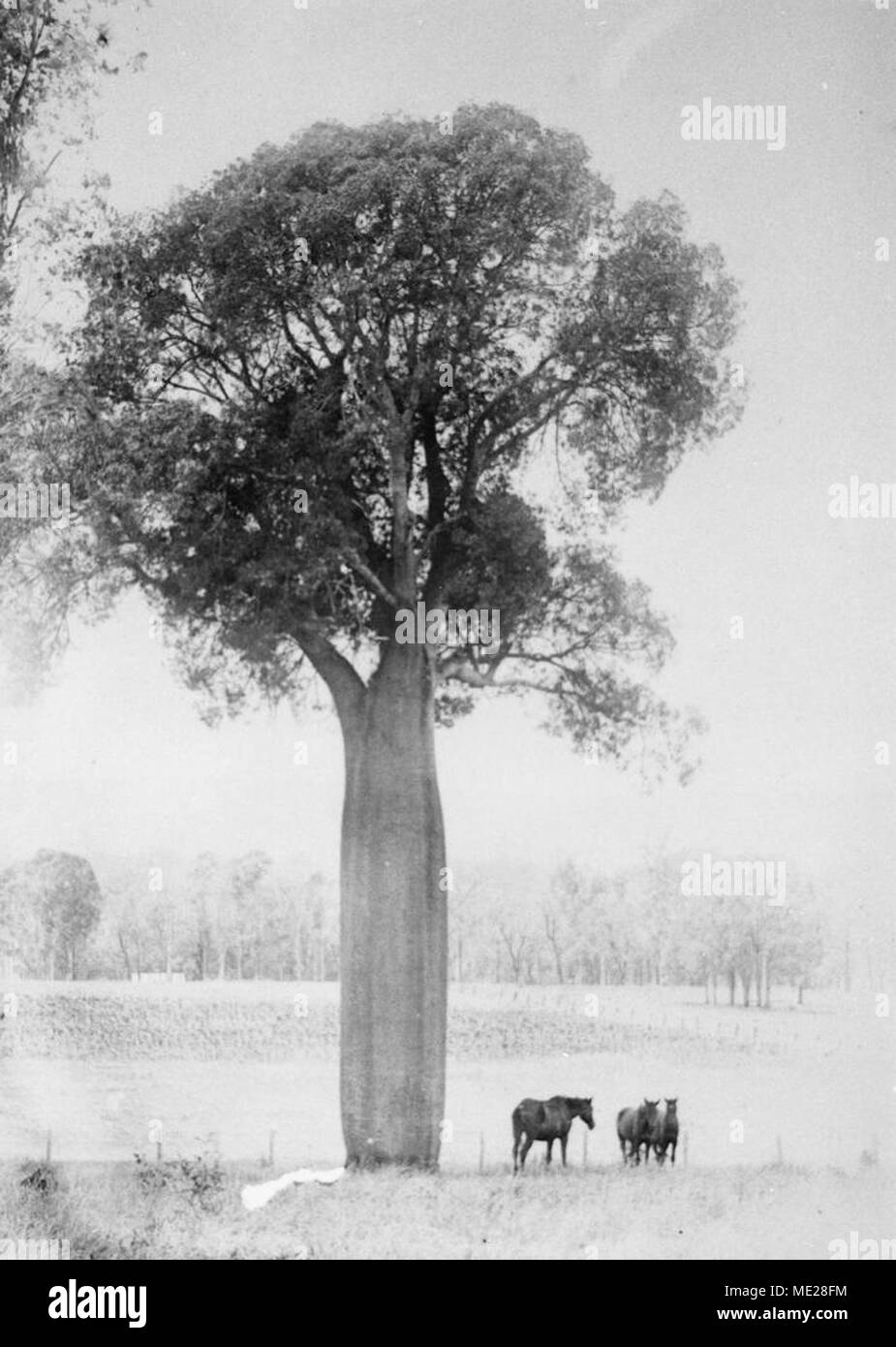 Three horses under a slender trunk bottle tree, Dawson River Stock