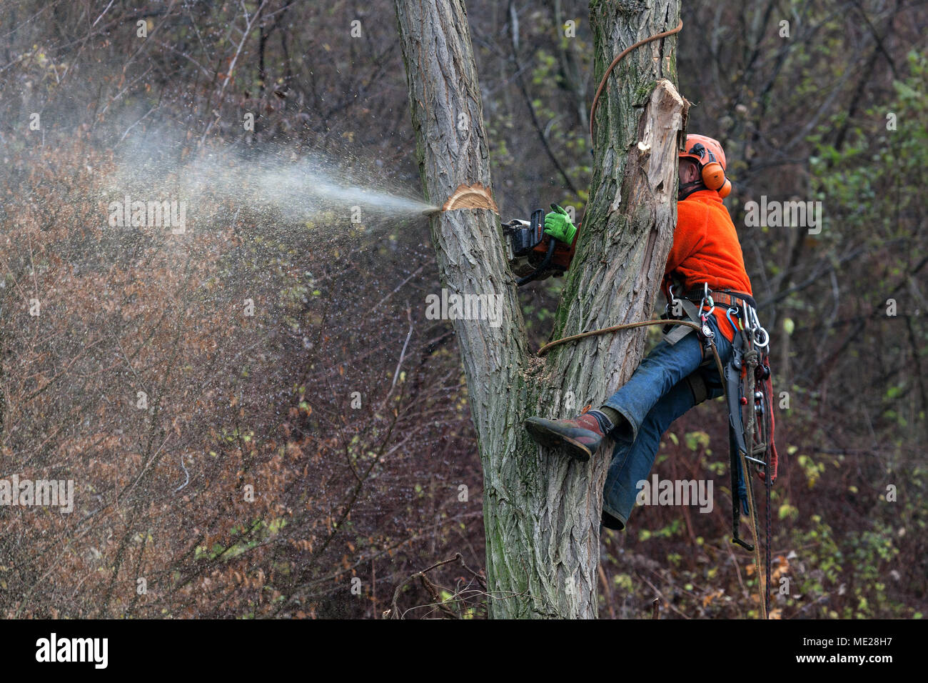 Forestry work, man saws off a branch, Rhein-Neckar-Kreis, Baden-Württemberg, Germany Stock Photo