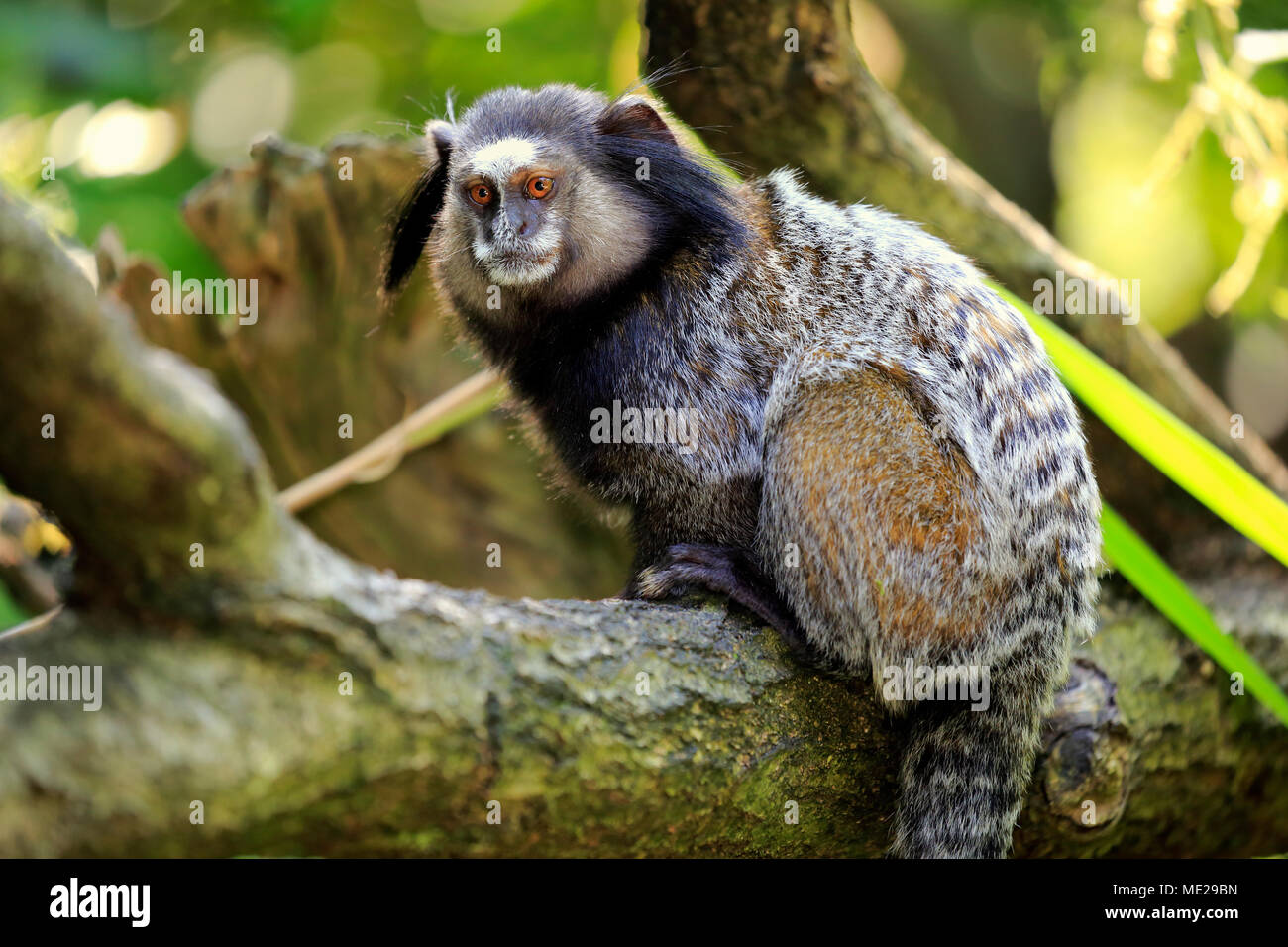 Wied's marmoset (Callithrix kuhlii), adult, sits on branch, vigilant, captive Stock Photo