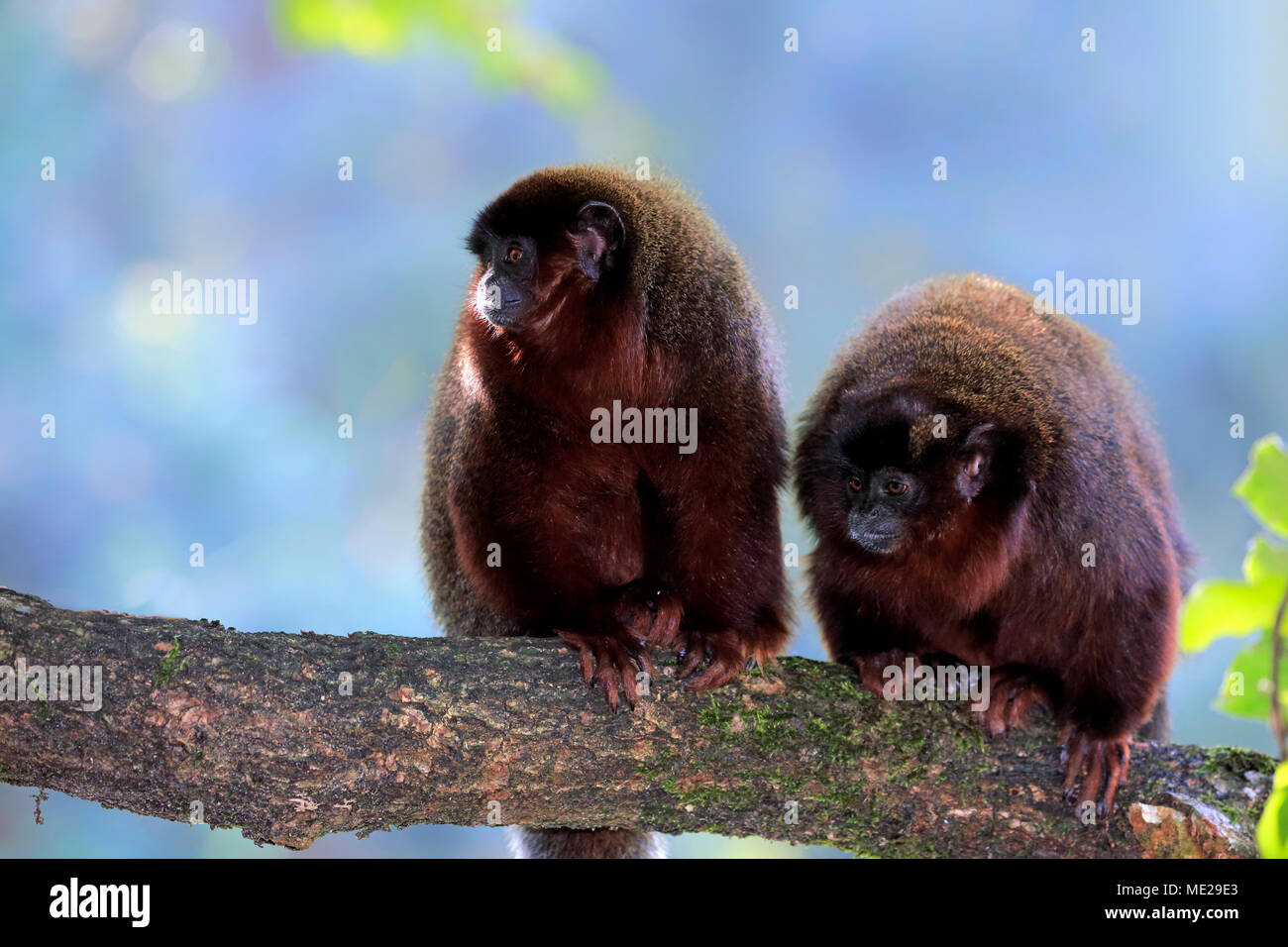 Coppery titi (Plecturocebus cupreus), adult with semi-adult offspring on branch, captive Stock Photo