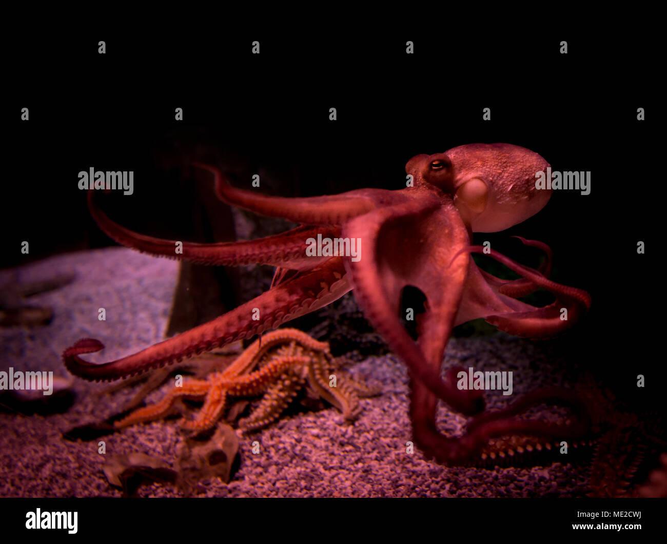 Red Octopus (Octopoda) in an aquarium, captive Stock Photo