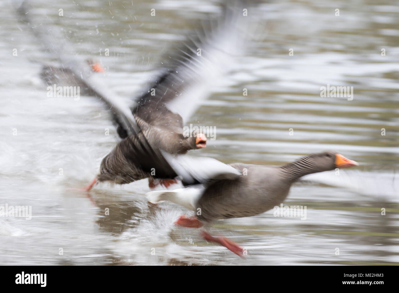 Greylag goose (Anser anser) pursues rivals flying over water, Hesse, Germany Stock Photo