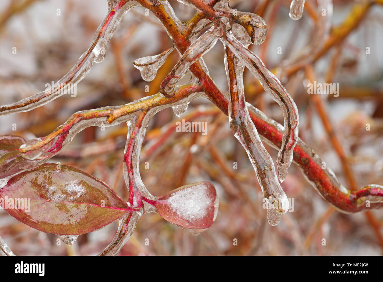 close up of iced branches and leaves from a winter ice storm Stock Photo
