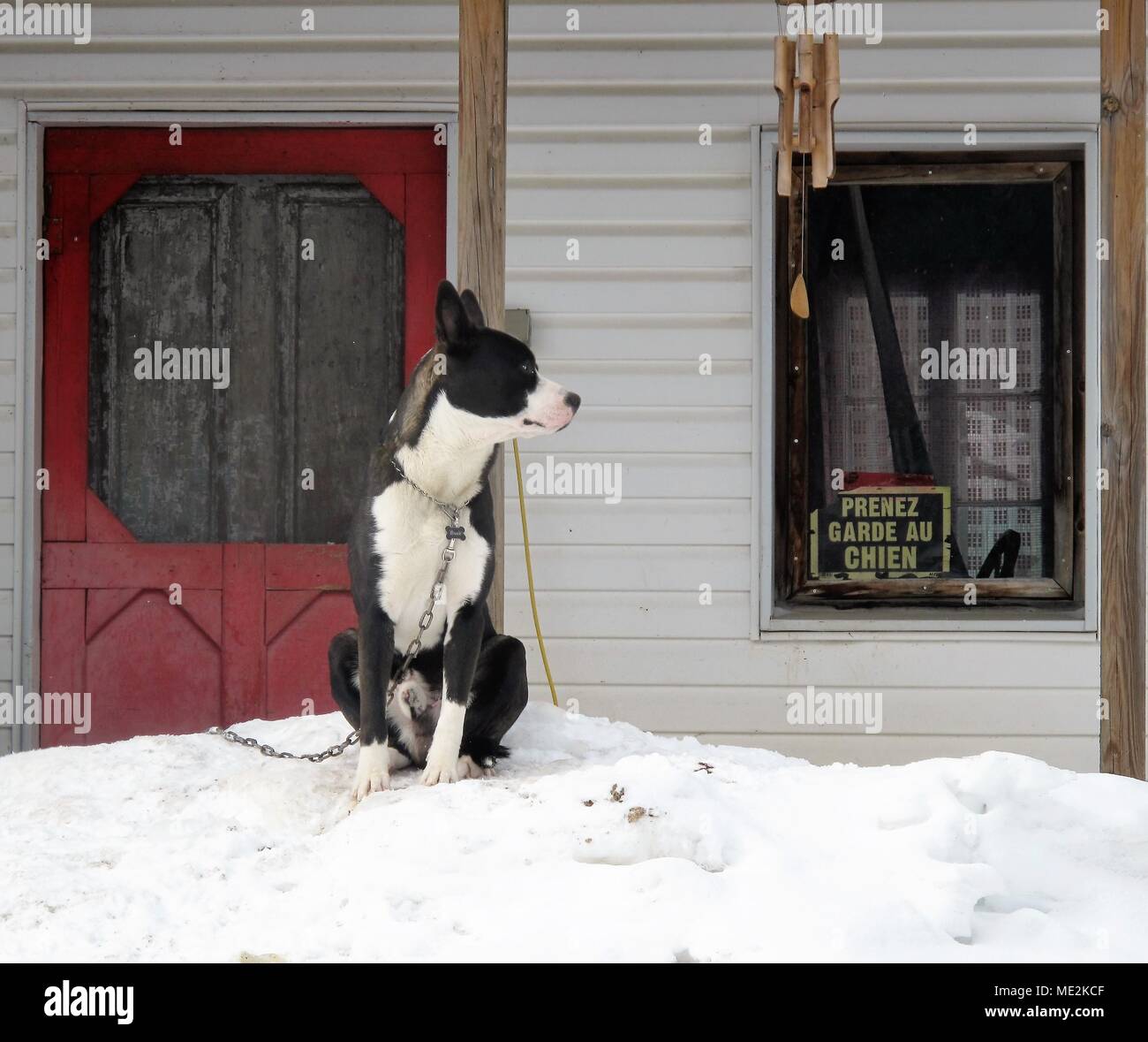 Black and white dog sitting on snow in front of house Stock Photo - Alamy