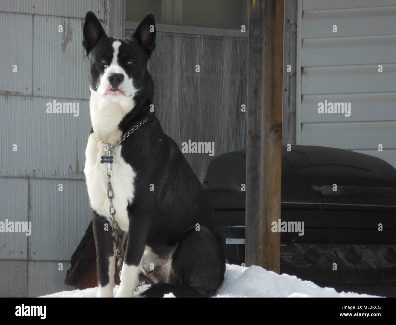 Black and white dog sitting on snow in front of house Stock Photo - Alamy