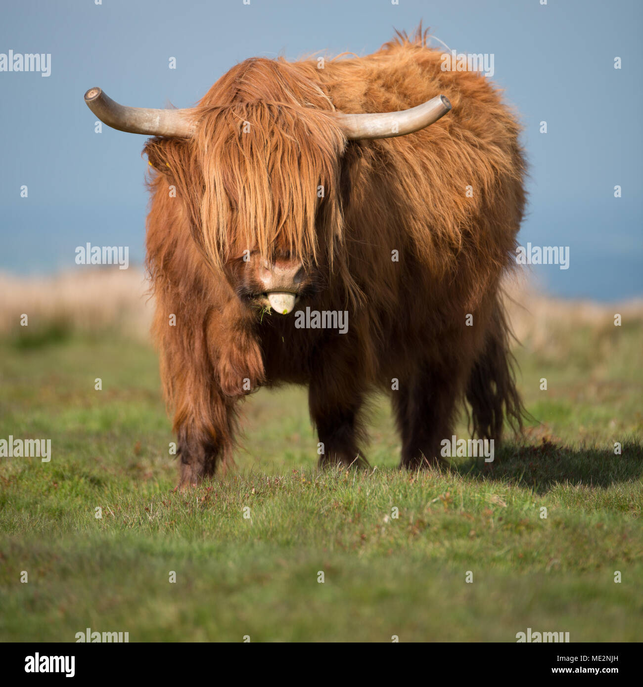 Cow Print Samba Long Tongue