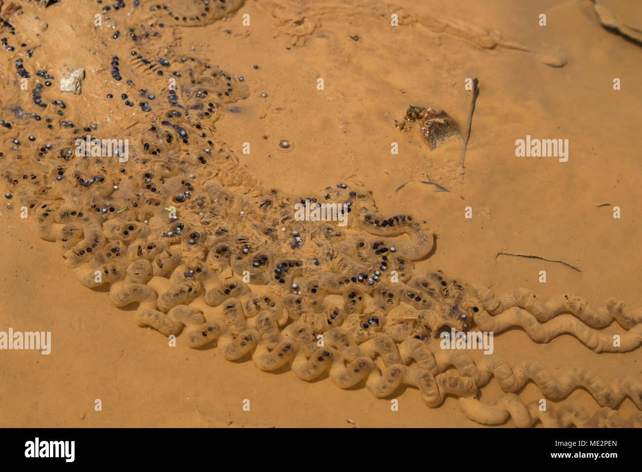 American toad eggs laid in a puddle Bufo americanus Stock Photo Alamy